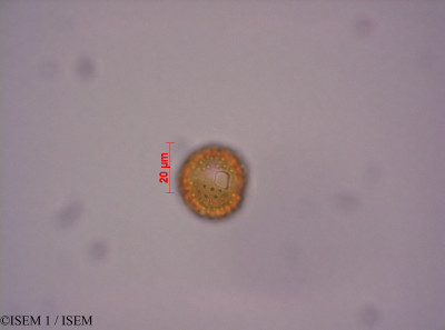 Loricaria antisanensis - lame n° 29059